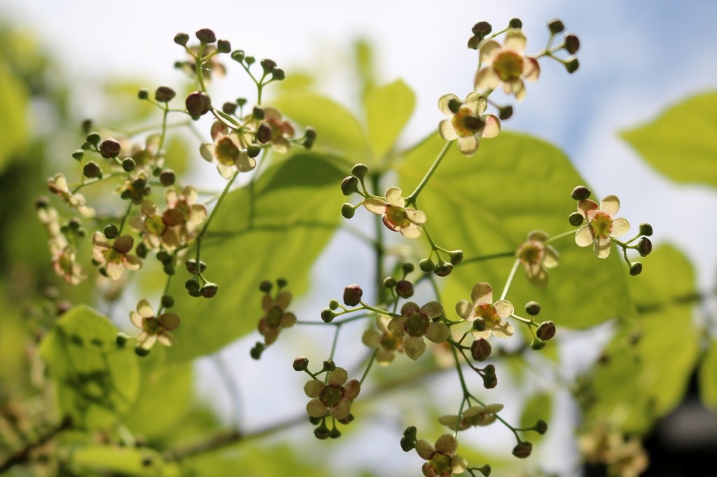 山採り アオダモ ツリバナ 混合株 marubaaodamo54-2.jpg